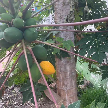 Apartament De Invitados Sauzal